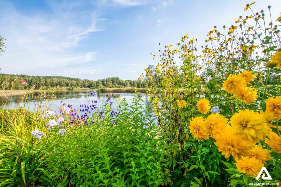 nature during summer in Dalarna county