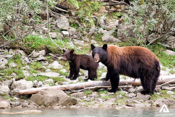 Wild Grizzly family in Canadian Rockies