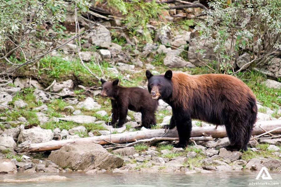 Grizzly family in Canadian Rockies