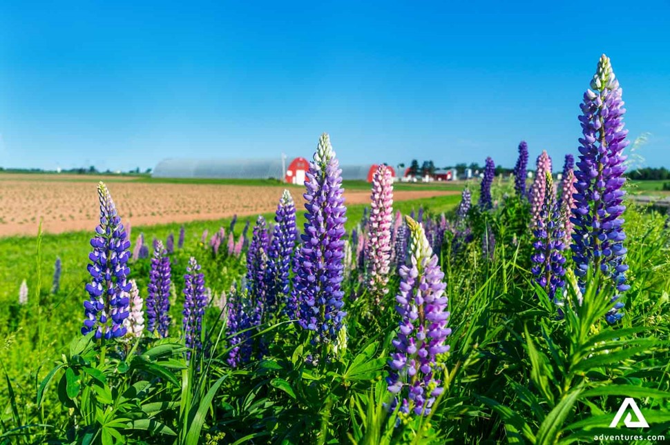 Lupins in a field by the farm
