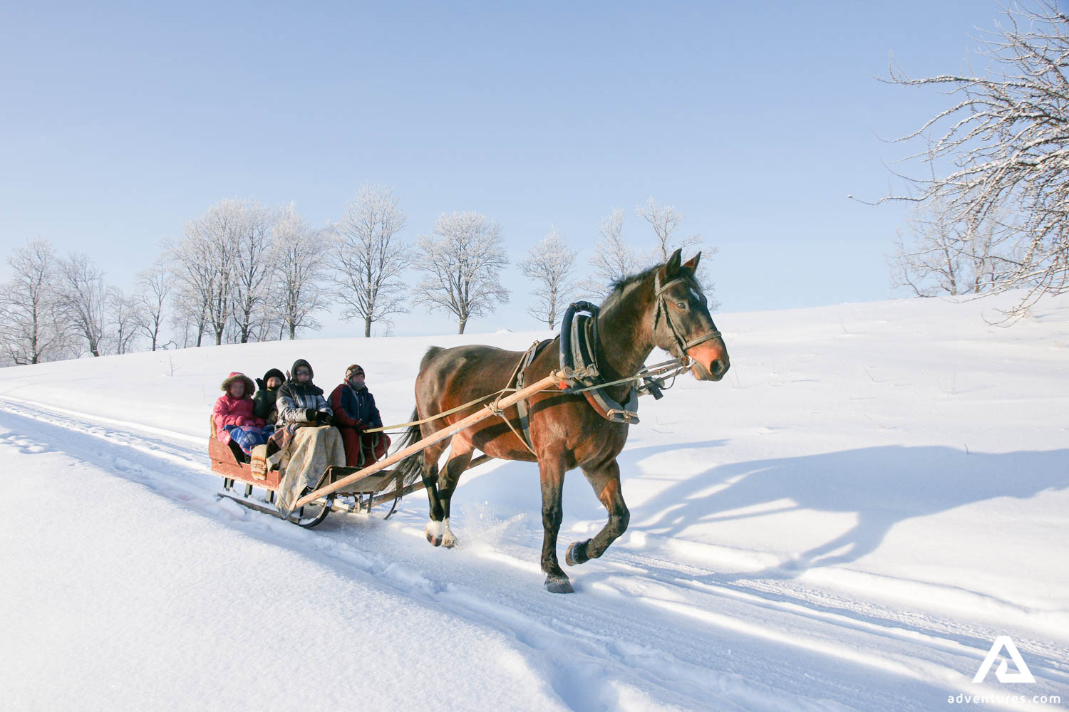 People having sleight ride by horse