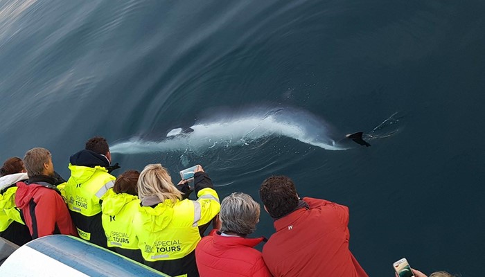 Boat Tour for Whale Watching in Iceland