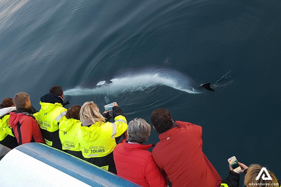 Boat Tour for Whale Watching in Iceland