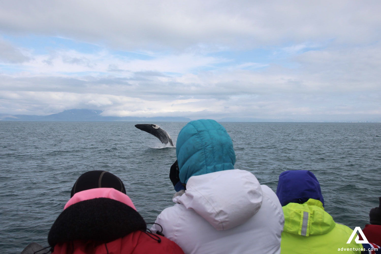 People Photograph Whale in the Sea