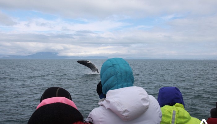 People Photograph Whale above the Sea