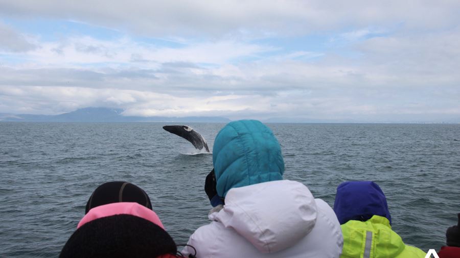 People Photograph Whale in the Sea