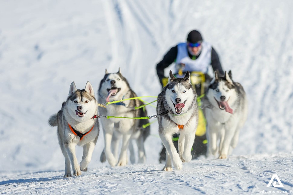 Dog Sledding Race in Alaska