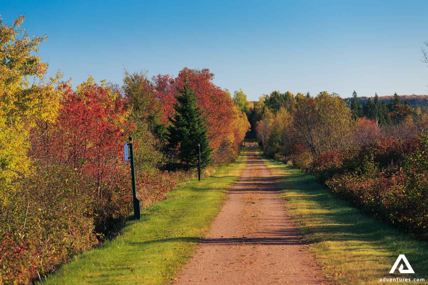 Road Surrounded by Trees in Autumn