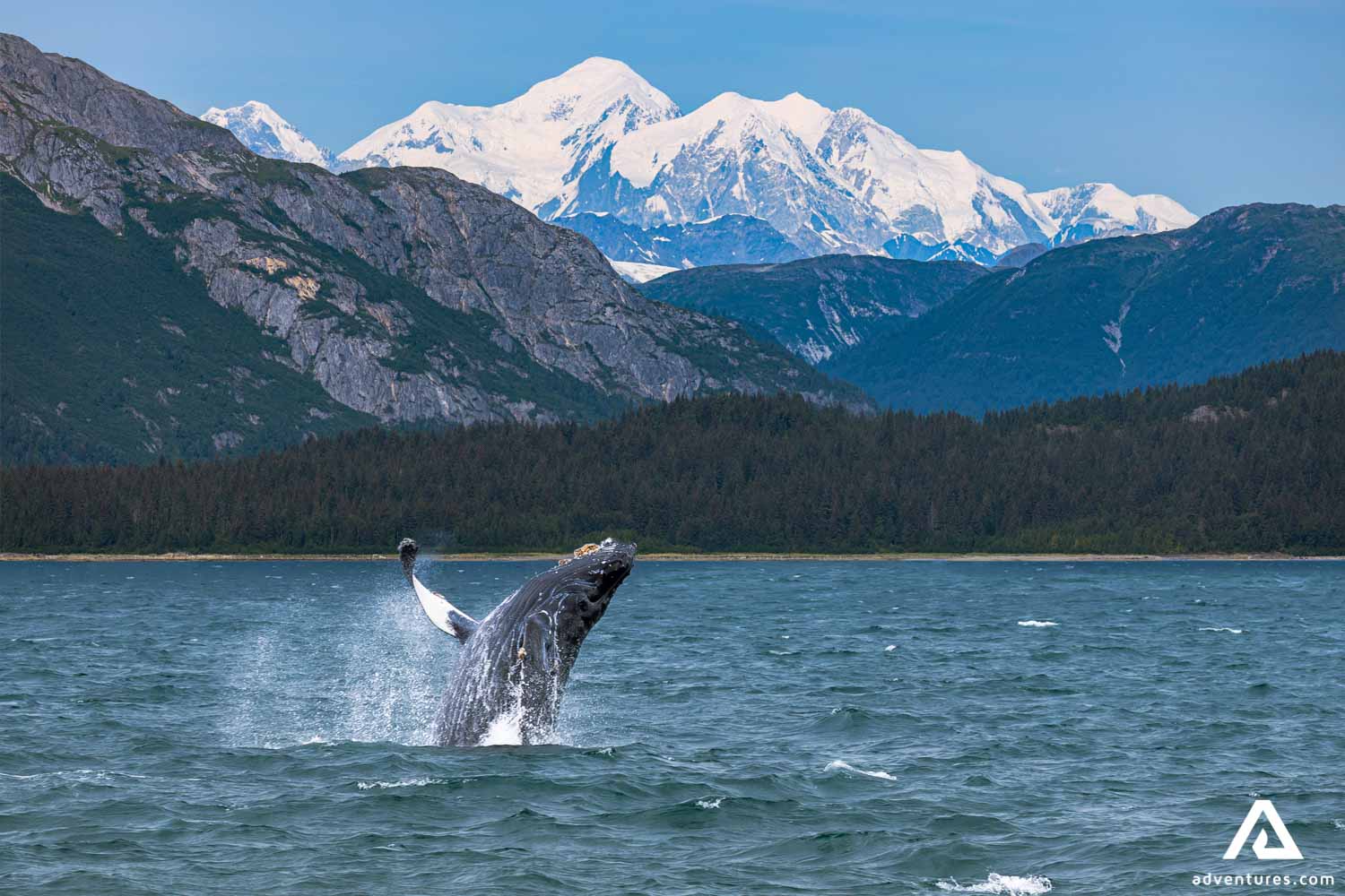 Whale Jumped out of Water in Alaska