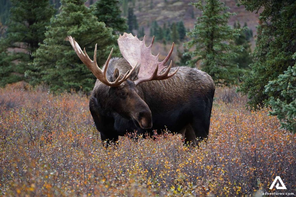 Wild Moose in Forest of Alaska