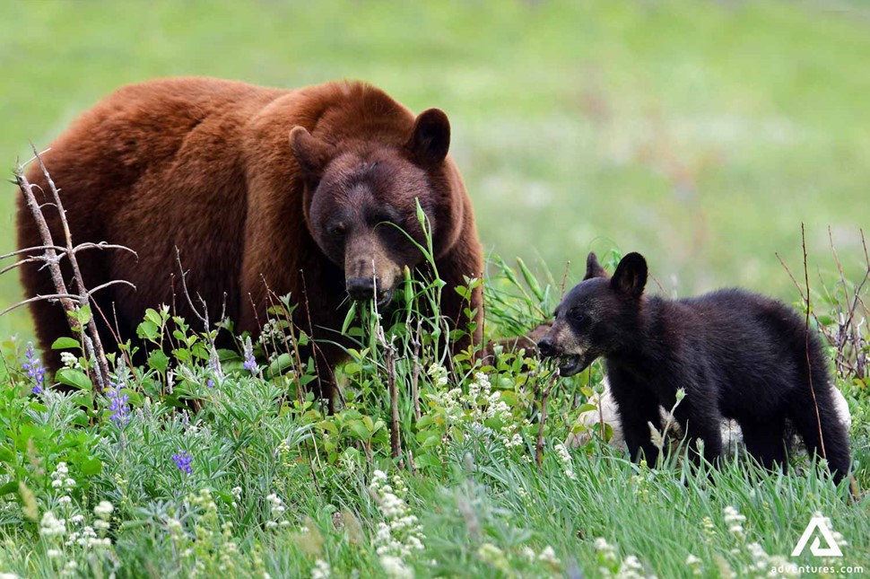 Bear and Cub Eating Flowers in Alaska