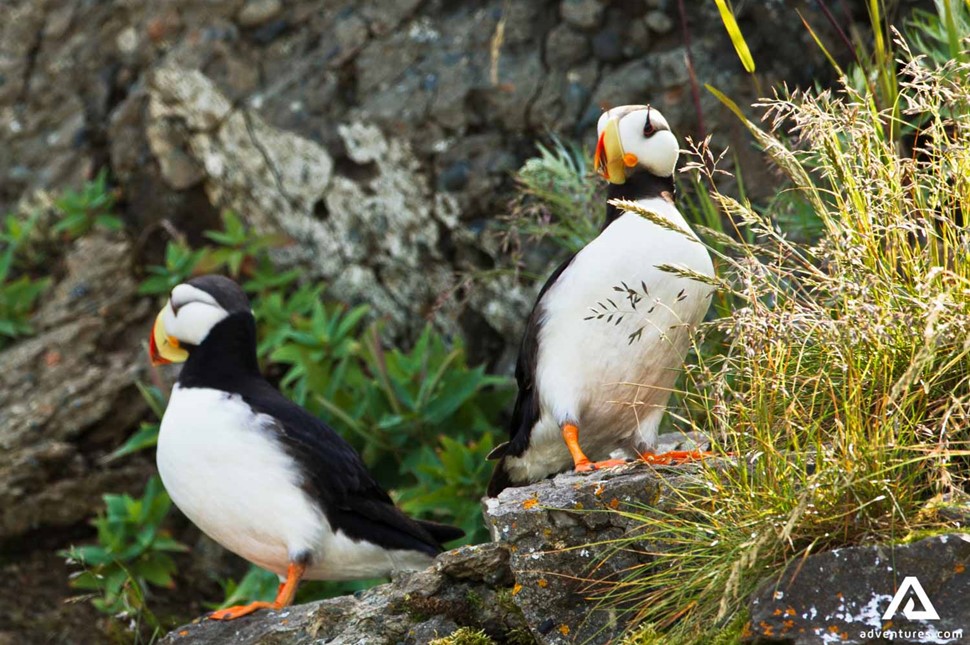 Couple of Puffins on a Rock in Alaska