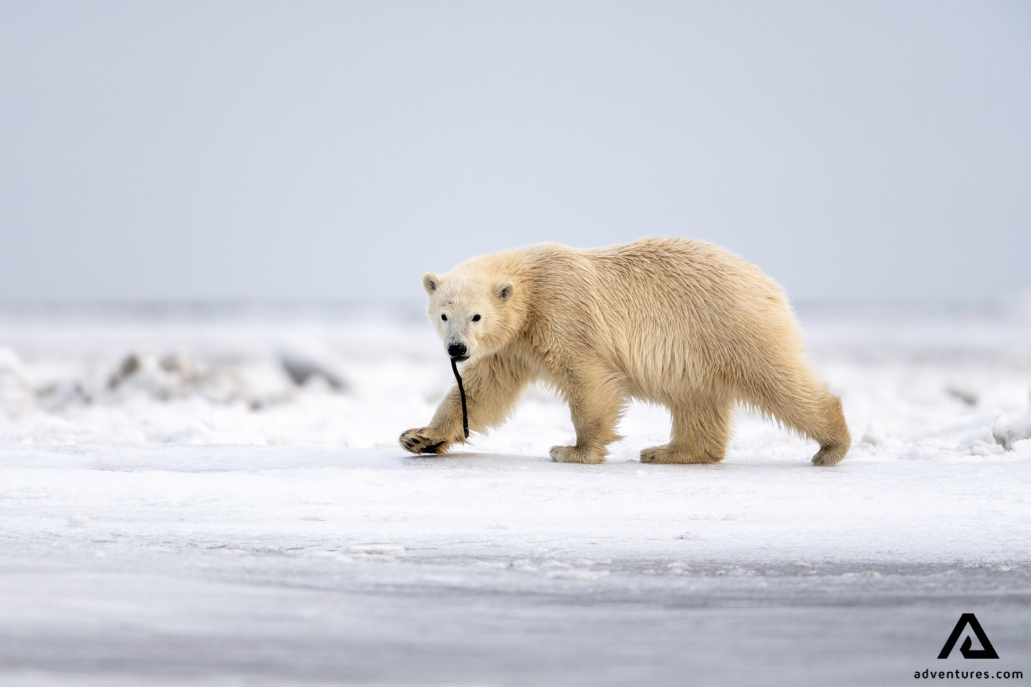 Polar Bear in Kaktovik of Alaska