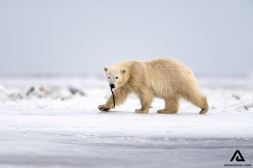 Polar Bear in Kaktovik of Alaska