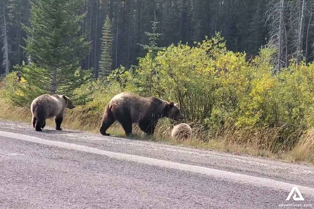 Grizzlies Walking by Road