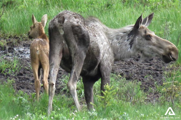 Adult and Baby Moose in Canada