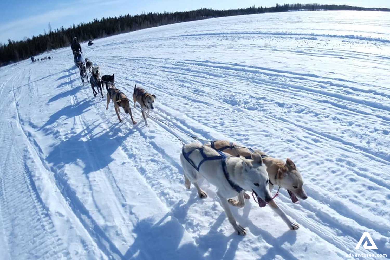 Yellowknife Dog Sledding Tour