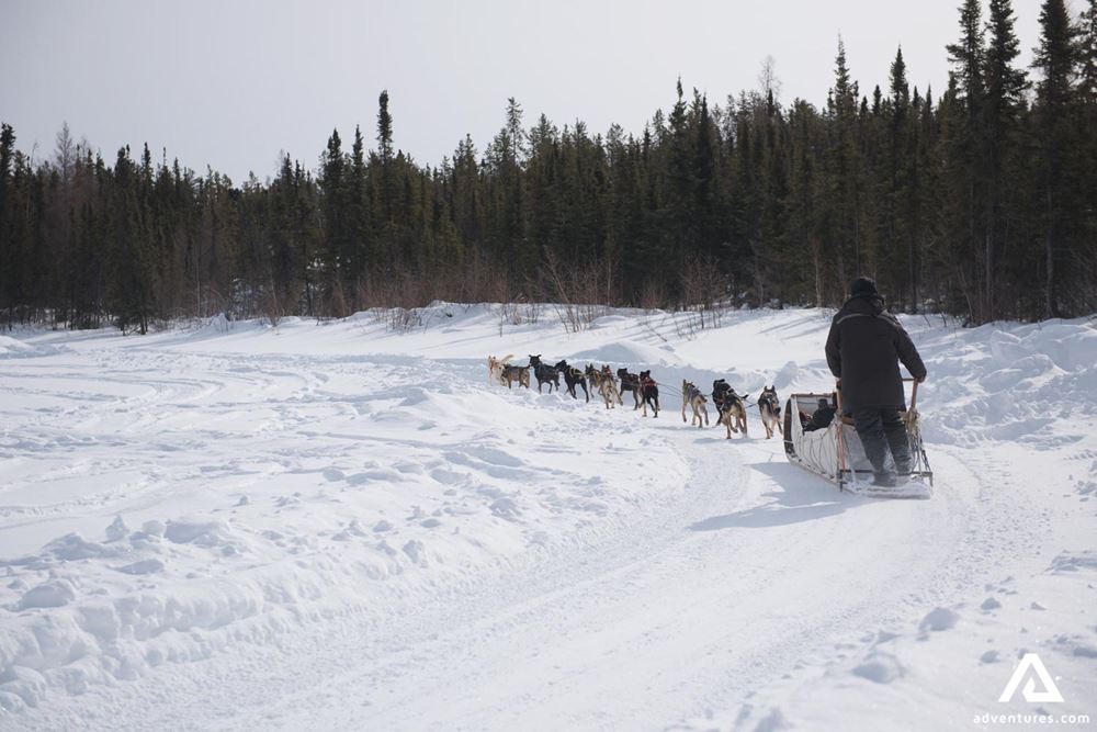 Dogsledding Tour in Canada