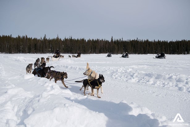 Dogsledding Guided Tour in Canada