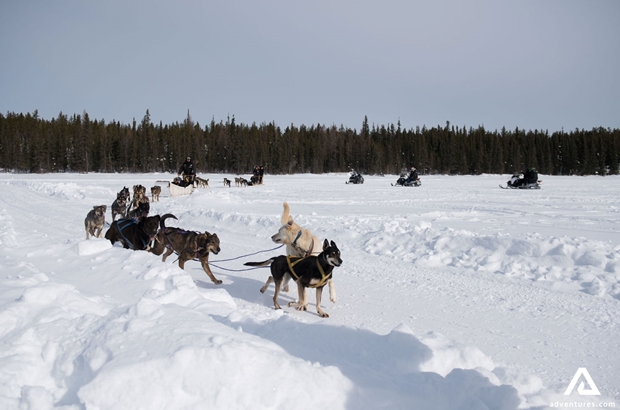 Dogsledding Guided Tour in Canada