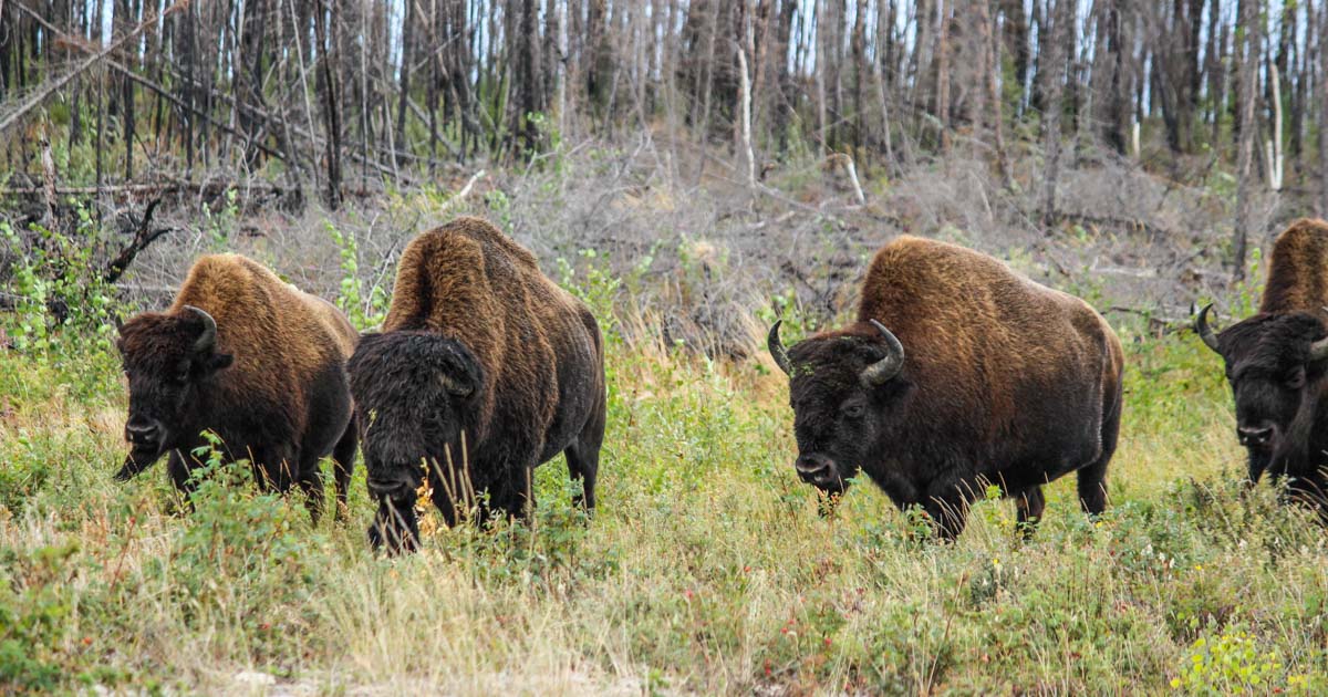 Wildlife Viewing Buffalo Tour | Adventures.com