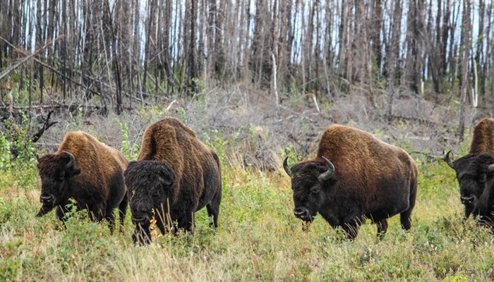 Wildlife Viewing Buffalo Tour