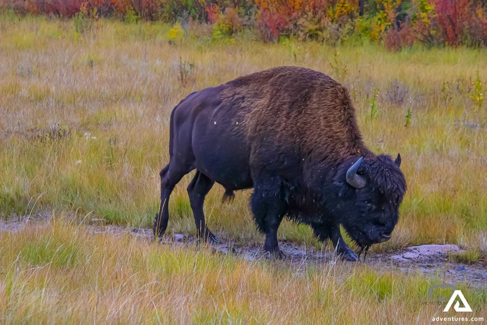 Giant Buffalo in Canada