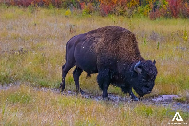 Giant Black Buffalo in Canada