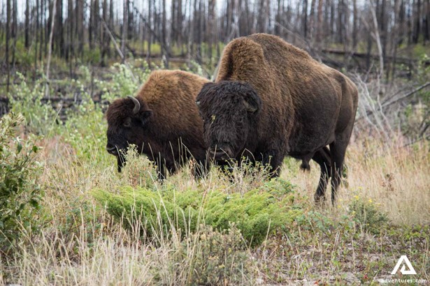 Couple of Buffalos in Canada