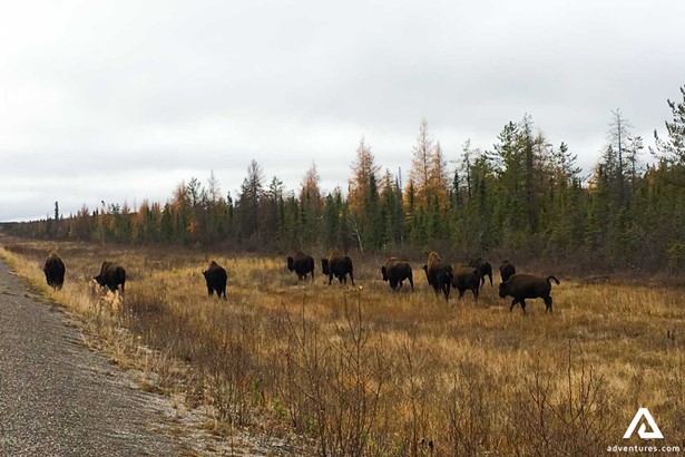 Group of Buffalos Walking by the Road