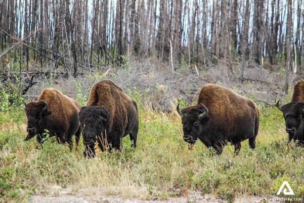 Buffalos Family in Canadian Forest