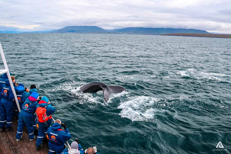 Guided Whale Watching from Boat in Dalvik