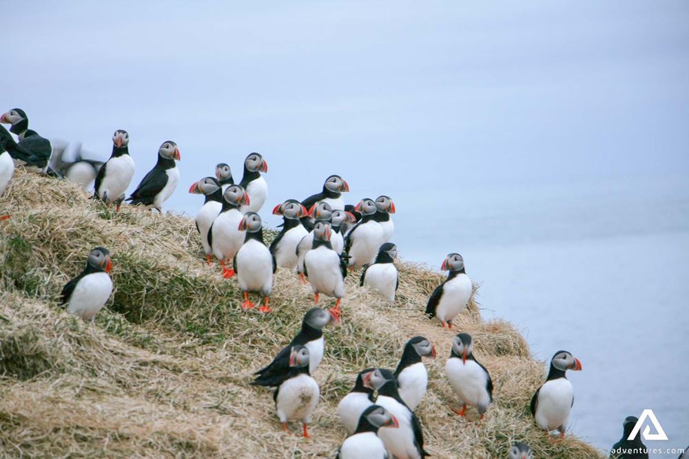 Puffins Nesting Place