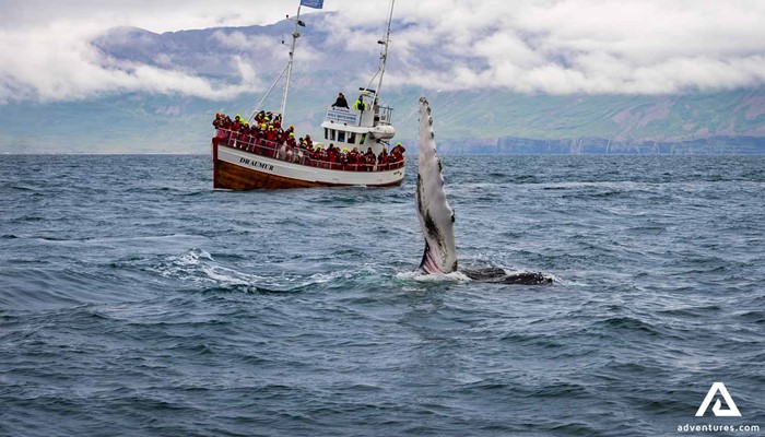 Whale Watching Tour by Boat in Dalvik