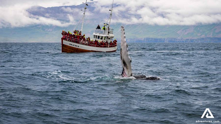 Whale Watching Tour by Boat