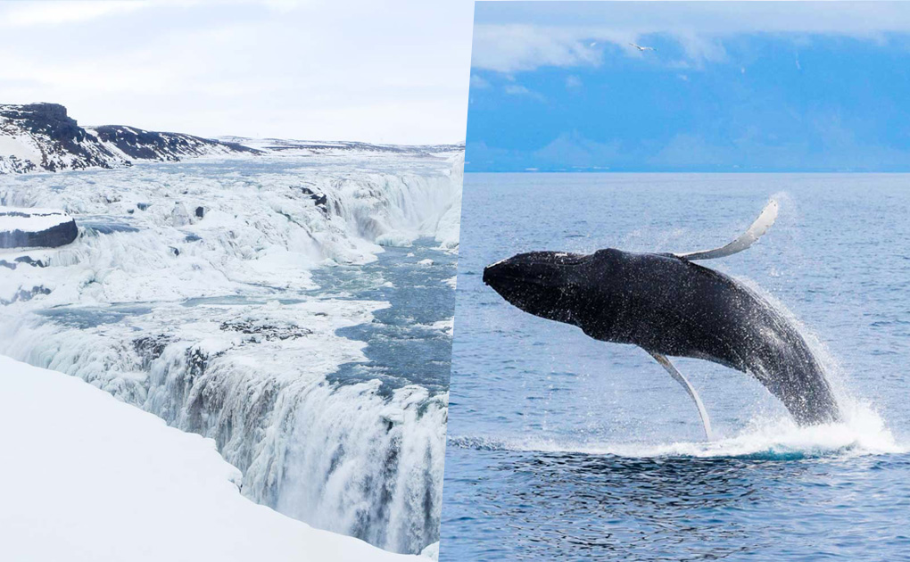 Whale Watching & The Golden Circle