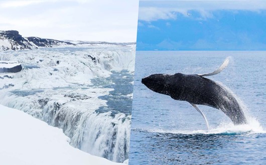 Whale Watching & The Golden Circle