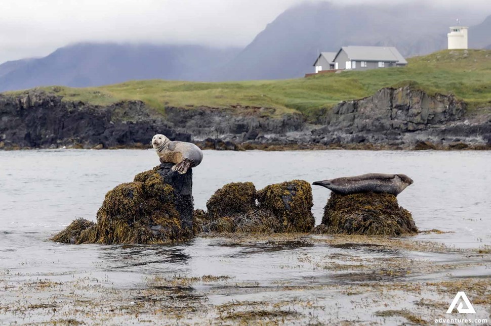 Wild Seals on Rocks in Iceland