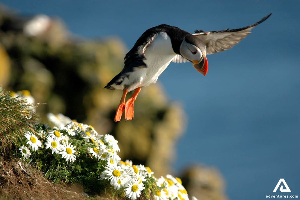 Puffin Flying in Air