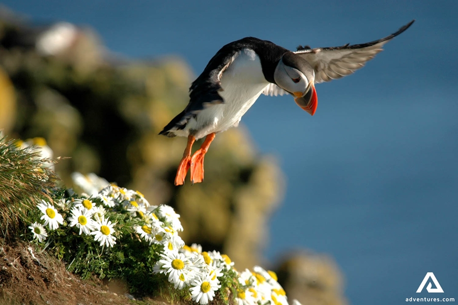 Puffin Flying in Air