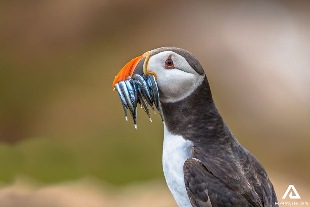 Puffin Eating