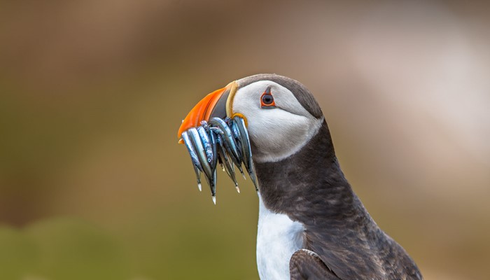 Puffin Eating Fish