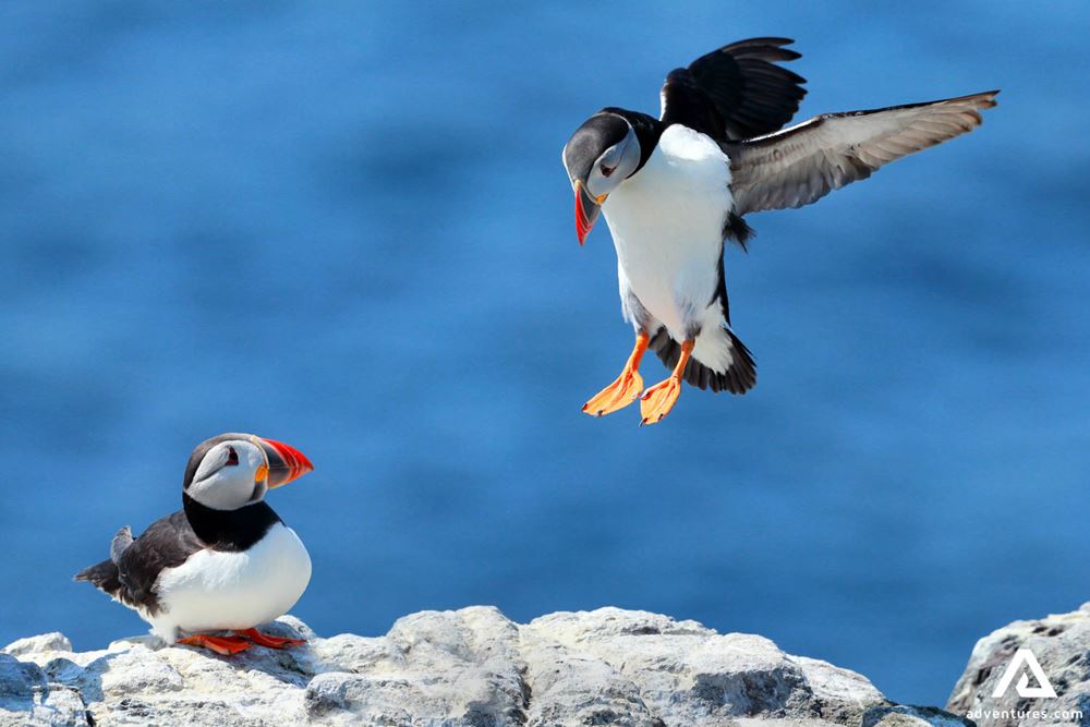 Couple of Puffins on Cliff