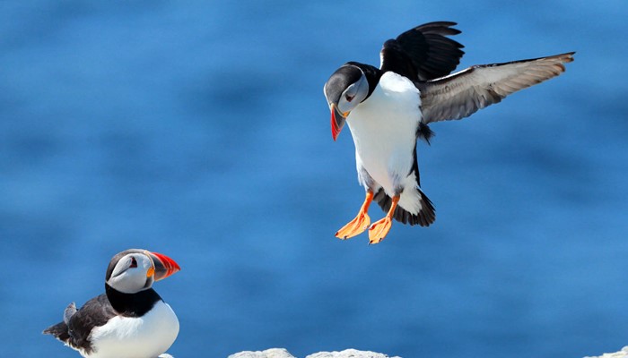 Couple of Puffins on Cliff in Iceland