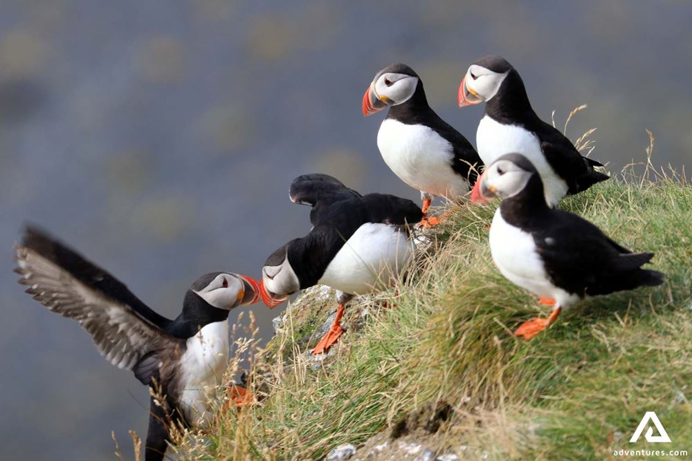 Puffins Sitting on a Cliff