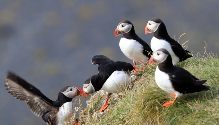 Puffins Sitting on a Cliff in Iceland