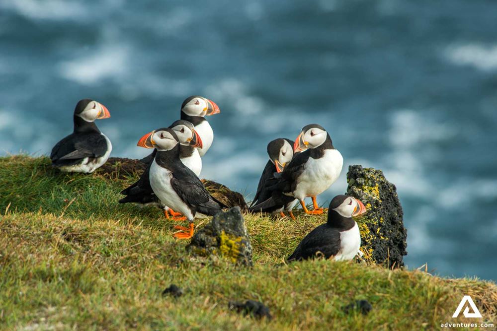 Puffin Watching in Iceland