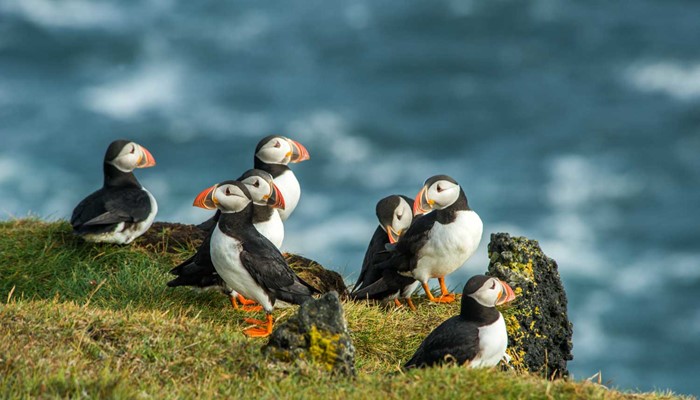 Puffin Watching Tour in Iceland