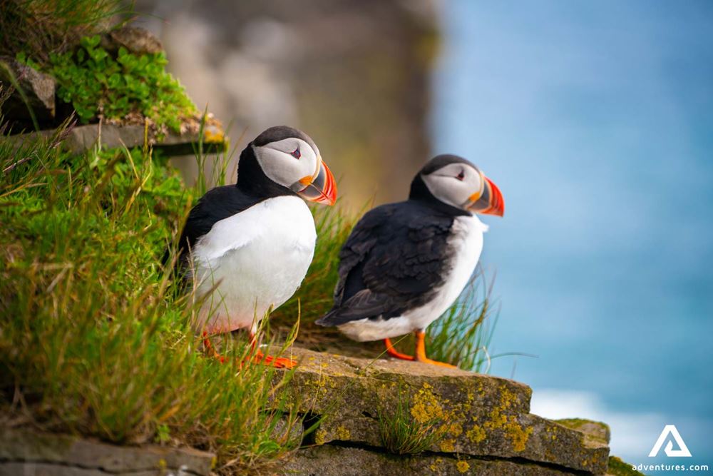 Puffins Couple on Cliff