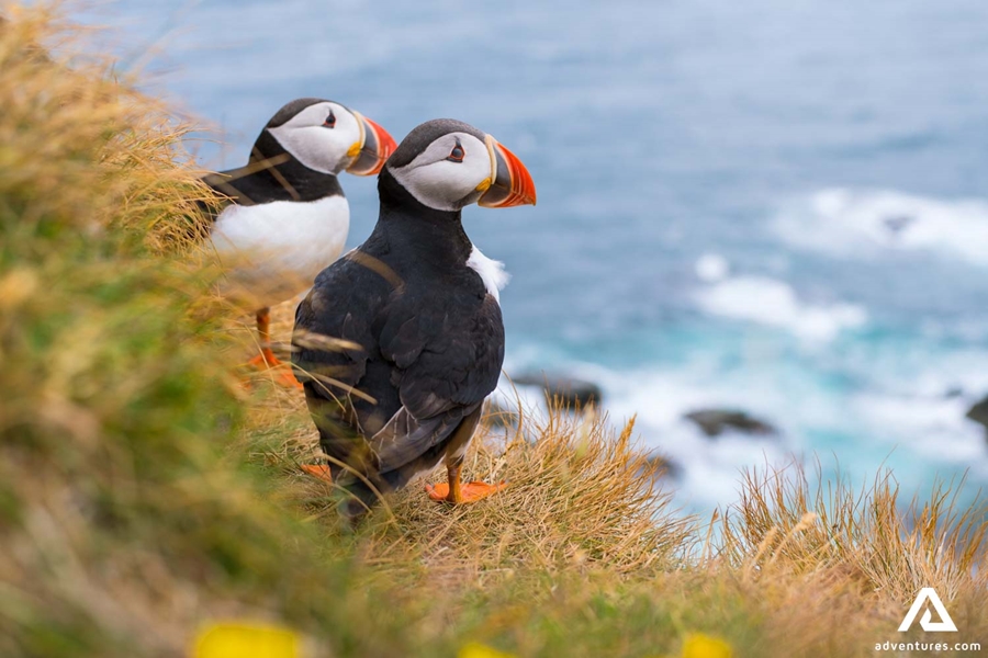 Couple of Puffins by the Sea